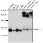 TRMT112 Antibody in Western Blot (WB)