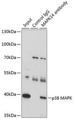 p38 MAPK alpha Antibody in Immunoprecipitation (IP)