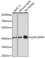 p38 MAPK alpha Antibody in Western Blot (WB)