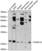 TXNDC12 Antibody in Western Blot (WB)