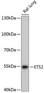 ETS2 Antibody in Western Blot (WB)