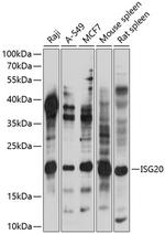 ISG20 Antibody in Western Blot (WB)