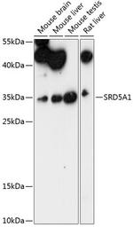 SRD5A1 Antibody in Western Blot (WB)