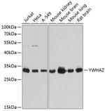 14-3-3 zeta Antibody in Western Blot (WB)