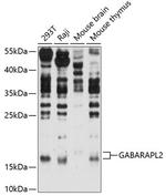 GABARAPL2 Antibody in Western Blot (WB)