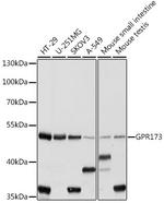 GPR173 Antibody in Western Blot (WB)