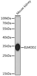 ELMOD2 Antibody in Western Blot (WB)