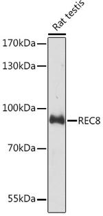 REC8 Antibody in Western Blot (WB)
