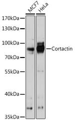 Cortactin Antibody in Western Blot (WB)