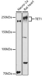 TET1 Antibody in Western Blot (WB)