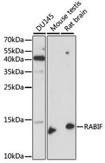 RABIF Antibody in Western Blot (WB)