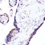 RRAGA Antibody in Immunohistochemistry (Paraffin) (IHC (P))