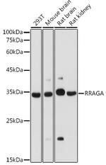 RRAGA Antibody in Western Blot (WB)