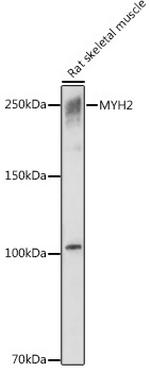 MYH2 Antibody in Western Blot (WB)