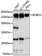 ROBO1 Antibody in Western Blot (WB)