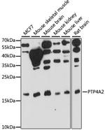 PTP4A2 Antibody in Western Blot (WB)