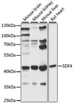 SDF4 Antibody in Western Blot (WB)