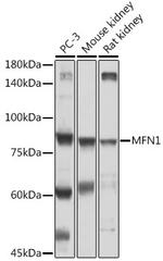 MFN1 Antibody in Western Blot (WB)