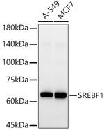 SREBP1 Antibody in Western Blot (WB)