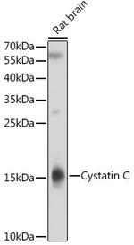 Cystatin C Antibody in Western Blot (WB)