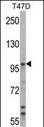 E6AP Antibody in Western Blot (WB)