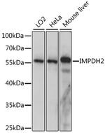 IMPDH2 Antibody in Western Blot (WB)