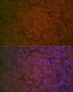 Factor IX Antibody in Immunocytochemistry (ICC/IF)