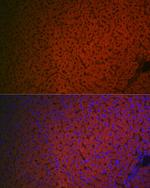 Factor IX Antibody in Immunocytochemistry (ICC/IF)