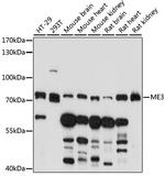 ME3 Antibody in Western Blot (WB)