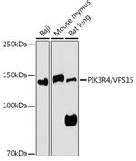 PIK3R4 Antibody in Western Blot (WB)