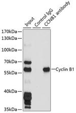 Cyclin B1 Antibody in Immunoprecipitation (IP)