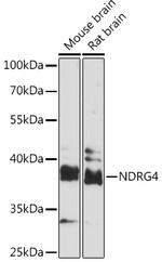 NDRG4 Antibody in Western Blot (WB)