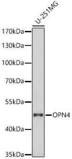 Opsin 4 Antibody in Western Blot (WB)