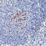 BOK Antibody in Immunohistochemistry (Paraffin) (IHC (P))