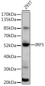 IRF5 Antibody in Western Blot (WB)