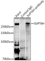 SPT6 Antibody in Immunoprecipitation (IP)
