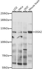 DGKZ Antibody in Western Blot (WB)