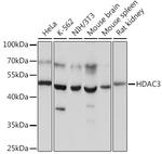 HDAC3 Antibody in Western Blot (WB)