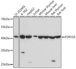 P2Y10 Antibody in Western Blot (WB)