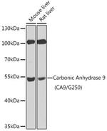 Carbonic Anhydrase IX Antibody in Western Blot (WB)