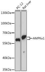 AMPK alpha-1 Antibody in Western Blot (WB)