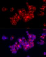 Fibronectin Antibody in Immunocytochemistry (ICC/IF)