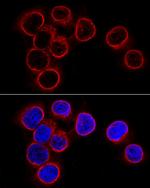 Lamin B1 Antibody in Immunocytochemistry (ICC/IF)