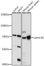 Lamin B1 Antibody in Western Blot (WB)