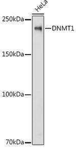 DNMT1 Antibody in Western Blot (WB)