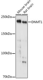 DNMT1 Antibody in Western Blot (WB)