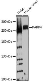 VPARP Antibody in Western Blot (WB)