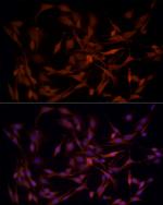 AKR1B1 Antibody in Immunocytochemistry (ICC/IF)