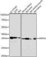 AKR1B1 Antibody in Western Blot (WB)