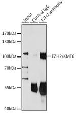 EZH2 Antibody in Immunoprecipitation (IP)